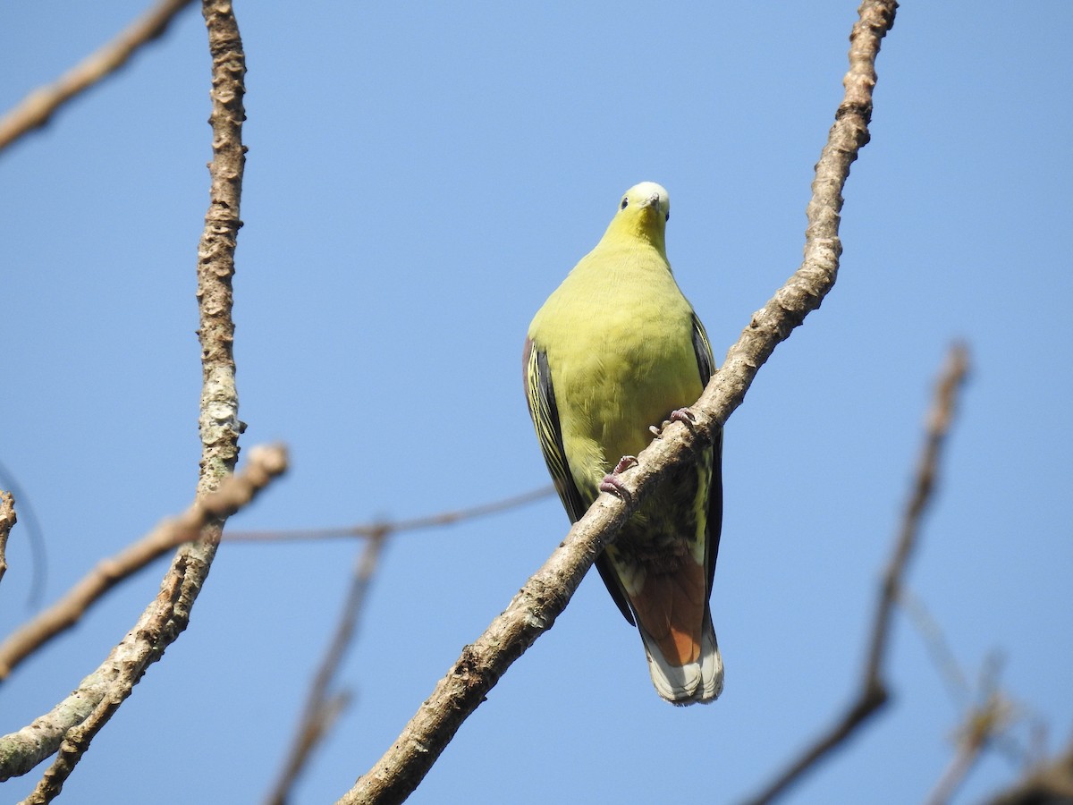 Gray-fronted Green-Pigeon - ML23115731