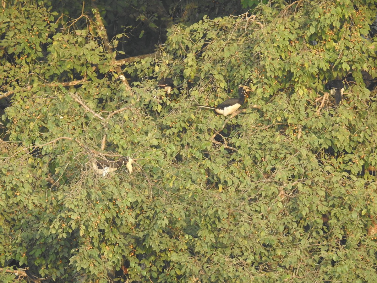 Malabar Pied-Hornbill - Aparajita Datta