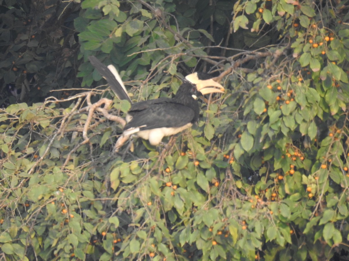 Malabar Pied-Hornbill - Aparajita Datta