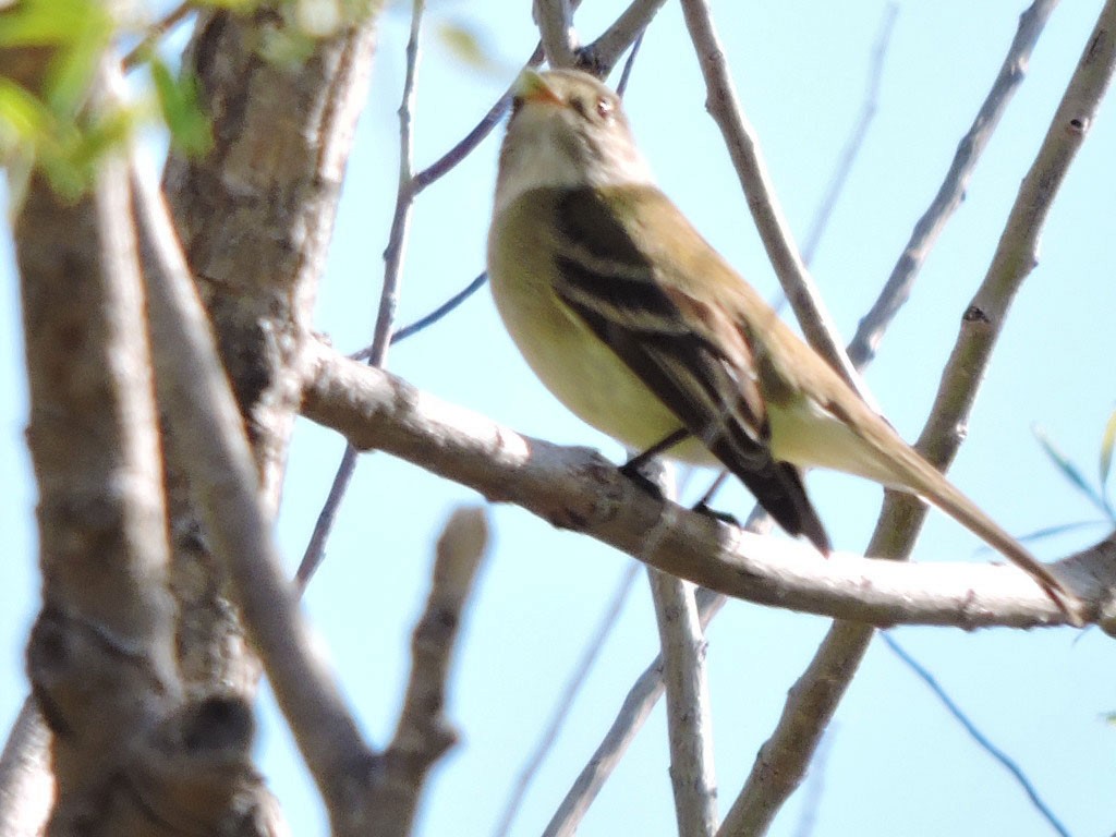 eBird Checklist - 3 May 2020 - Prewitt Reservoir (Logan Co.) - 37 ...