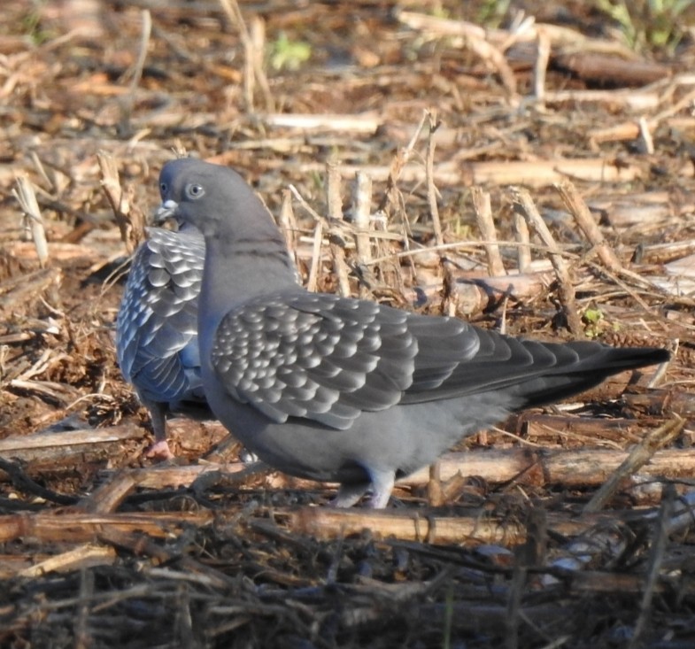Spot-winged Pigeon - ML231160301
