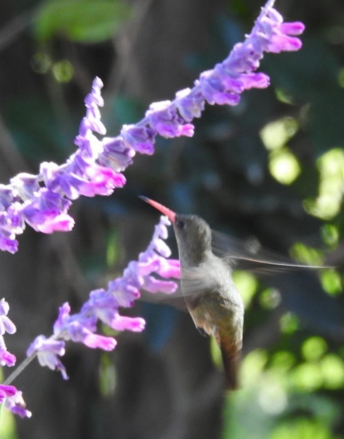 Gilded Hummingbird - Fabian Lertora