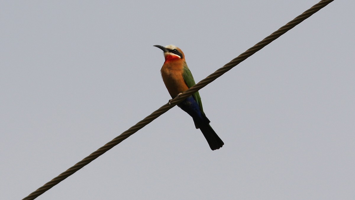 White-fronted Bee-eater - ML23116851