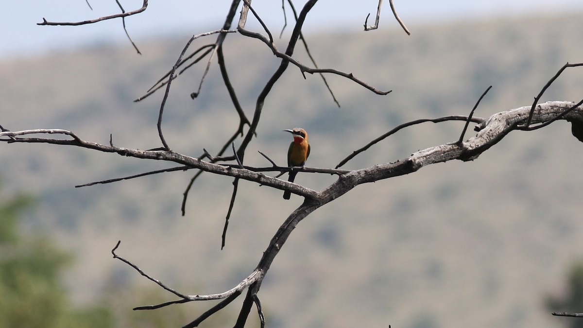 White-fronted Bee-eater - ML23116861