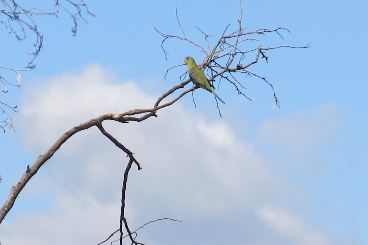 Blue-winged Parrot - ML23117151