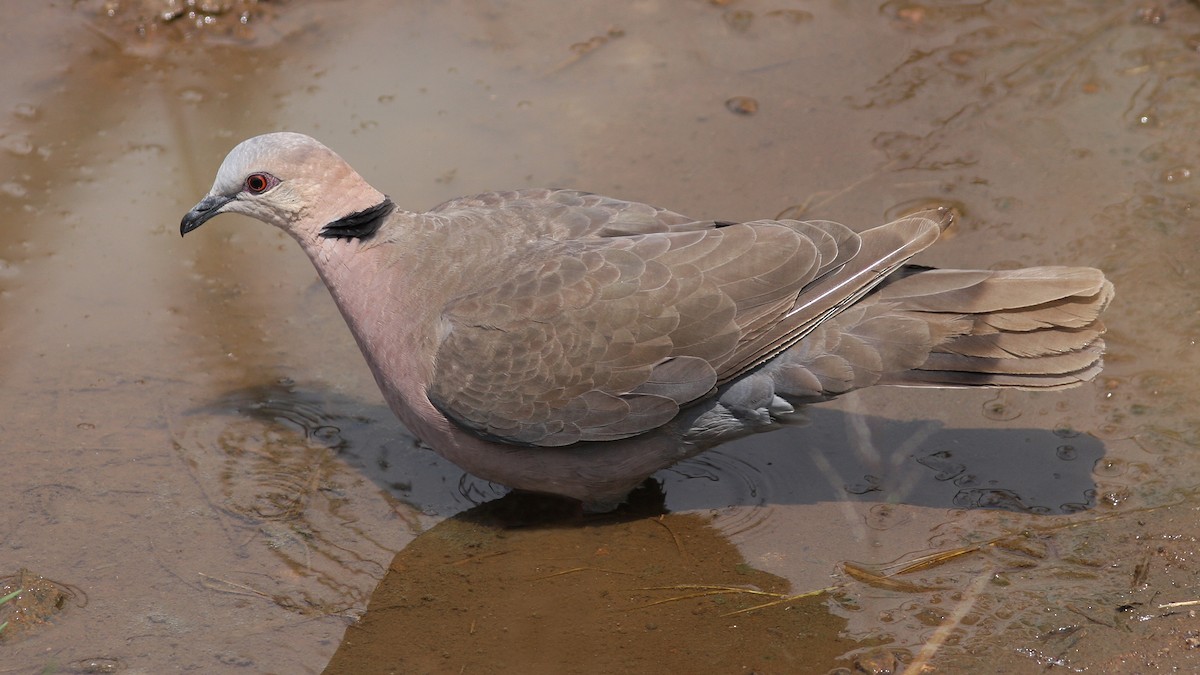 Red-eyed Dove - ML23117291