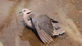  - Red-eyed Dove