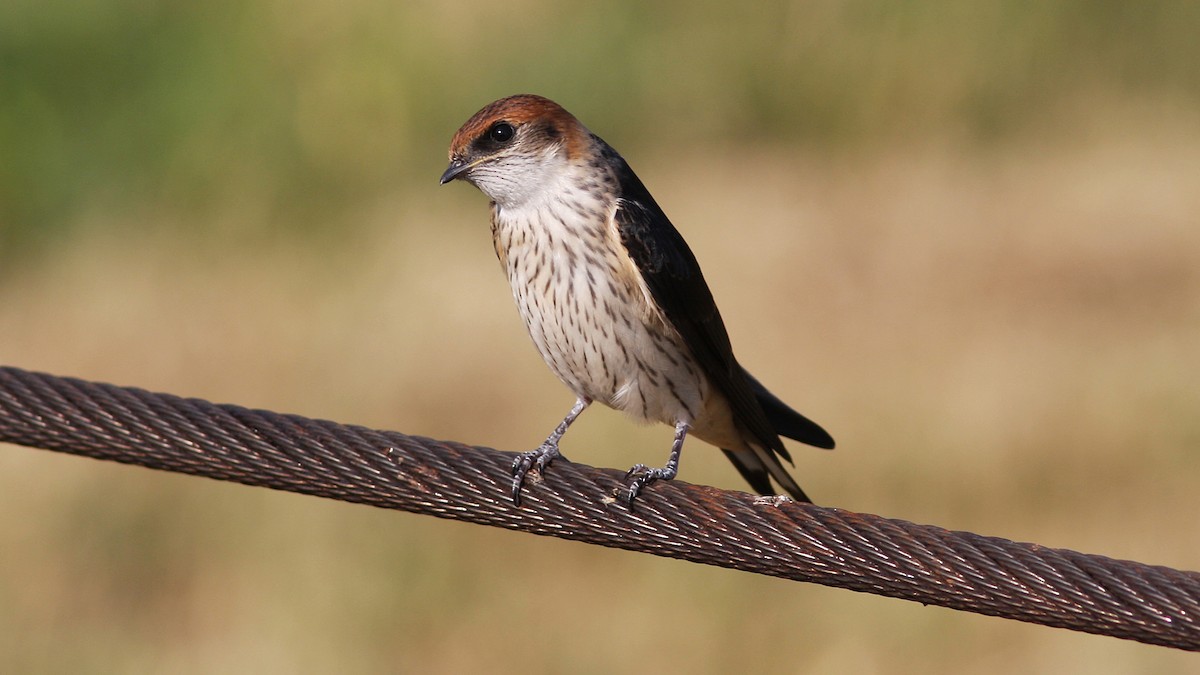 Greater Striped Swallow - ML23117381