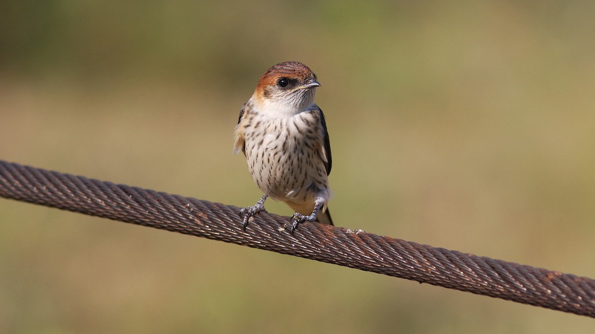 Greater Striped Swallow - Daniel Jauvin