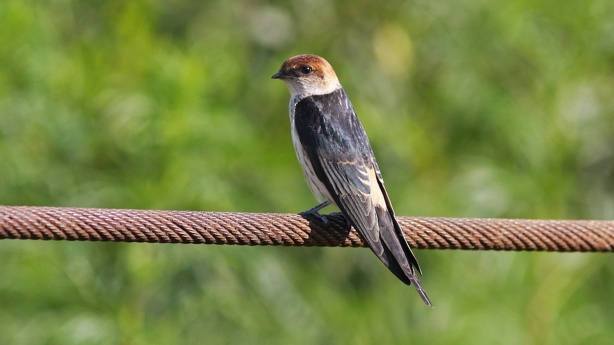 Greater Striped Swallow - ML23117401
