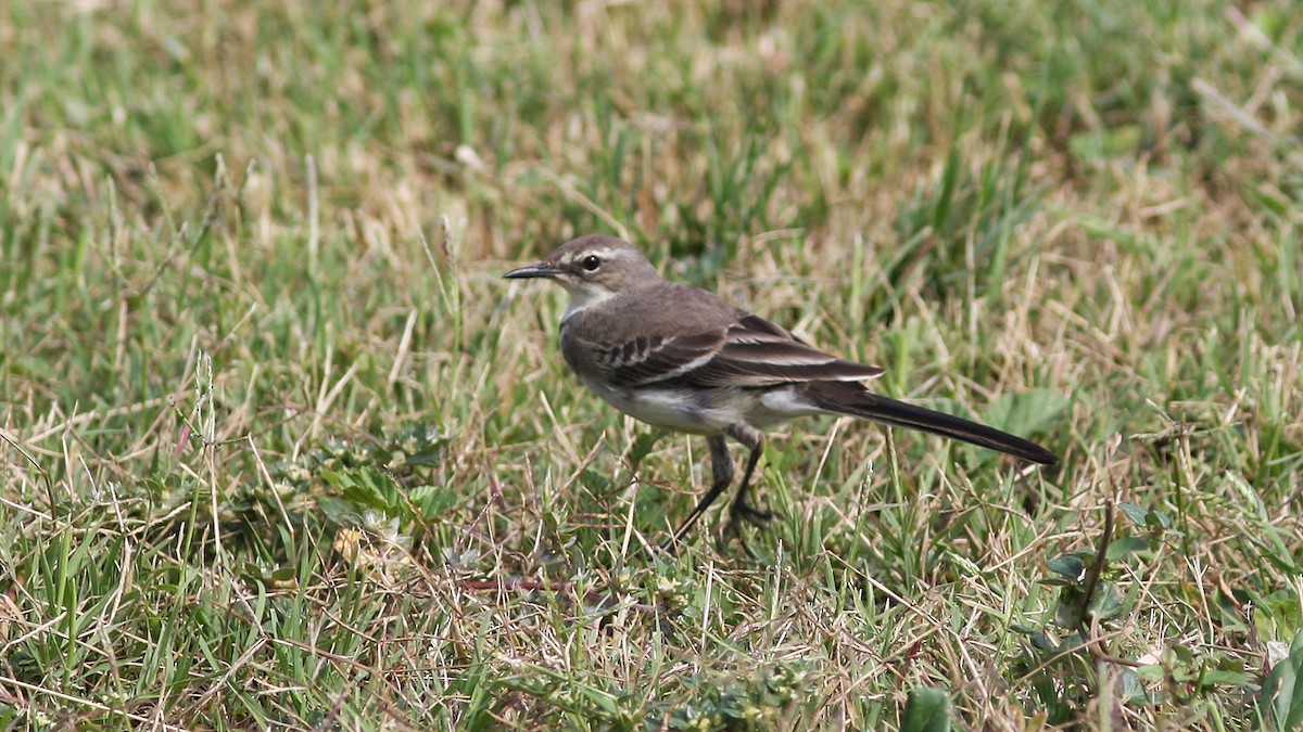 Cape Wagtail - ML23117631