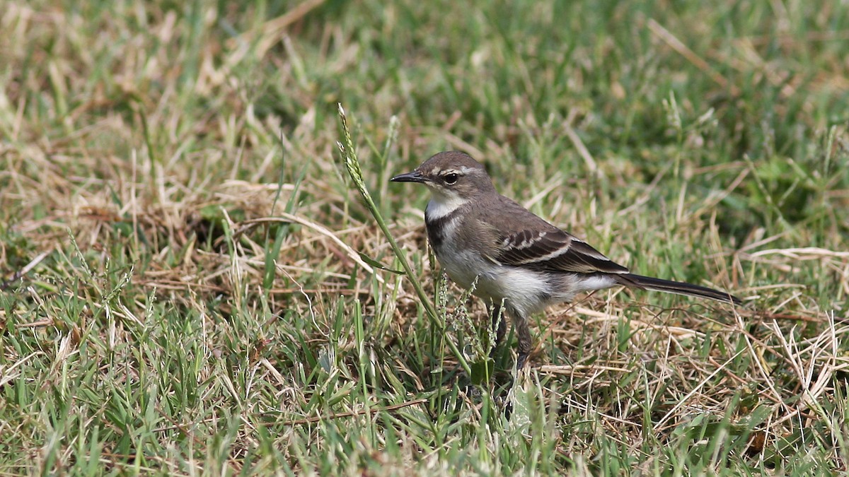 Cape Wagtail - ML23117651