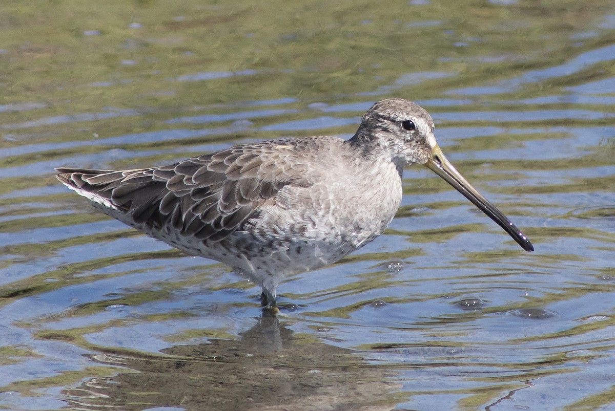 Long-billed Dowitcher - Anonymous