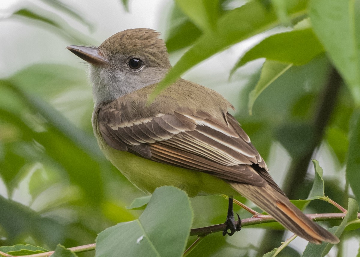 Great Crested Flycatcher - ML231183211