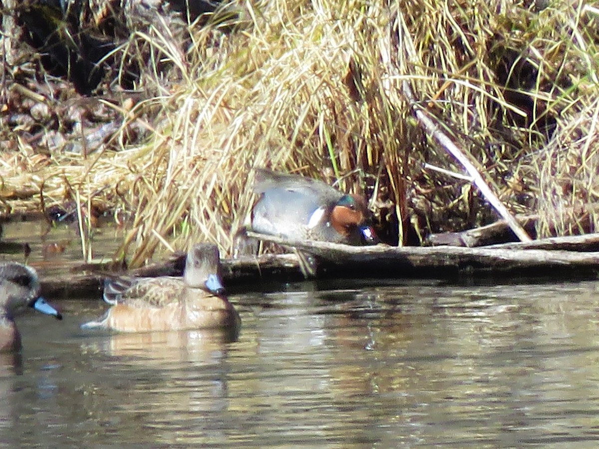 Green-winged Teal - ML231183761