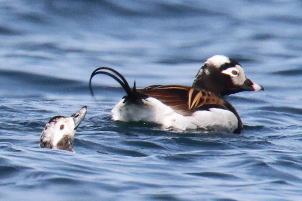 Long-tailed Duck - ML231187651