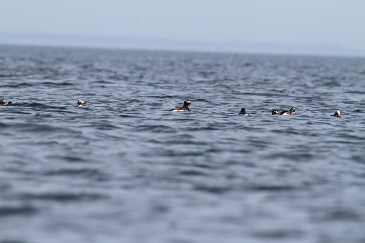 Long-tailed Duck - ML231187921