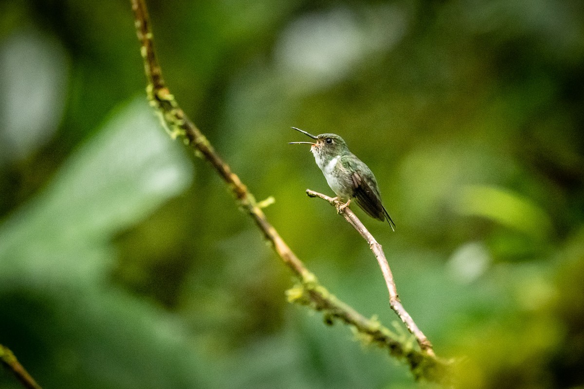 kolibřík ekvádorský - ML231189191