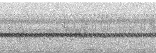 Slender-billed Oriole - ML231189921