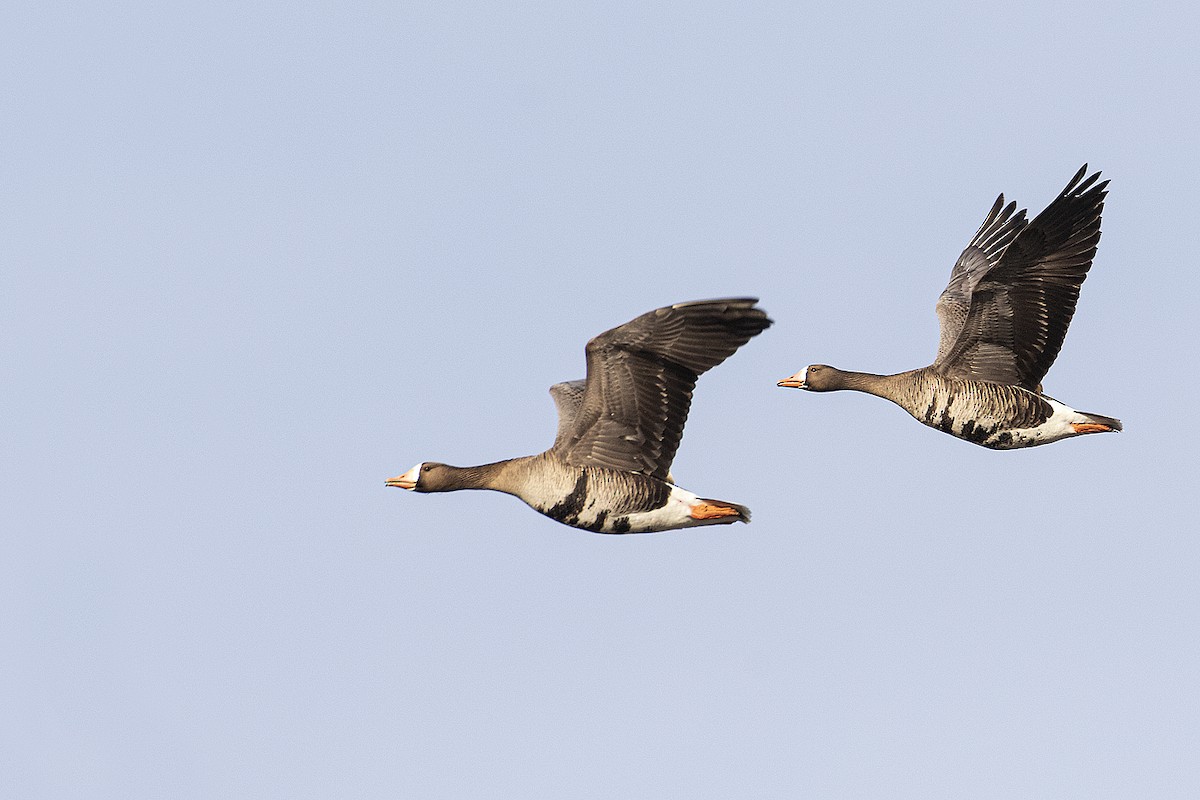 Greater White-fronted Goose - Gerald Romanchuk