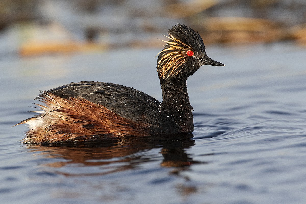 Eared Grebe - ML231191781