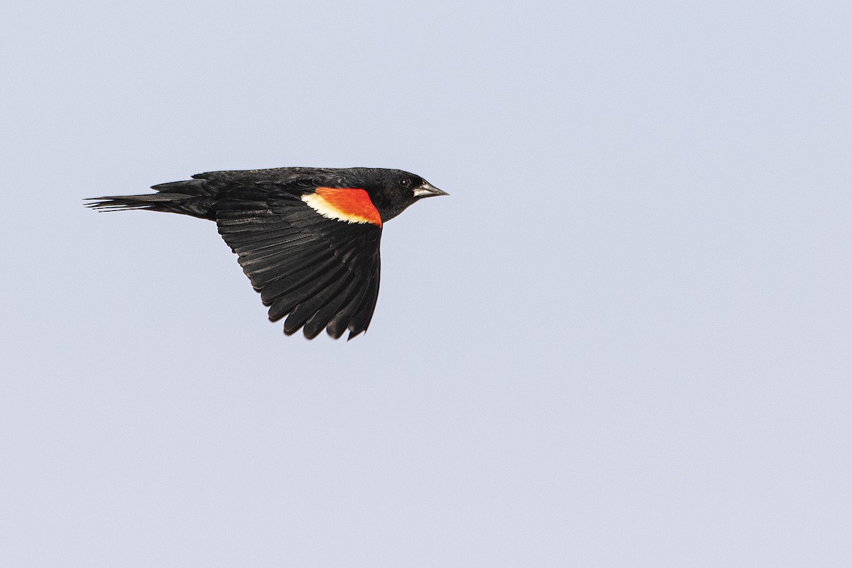 Red-winged Blackbird - ML231191791
