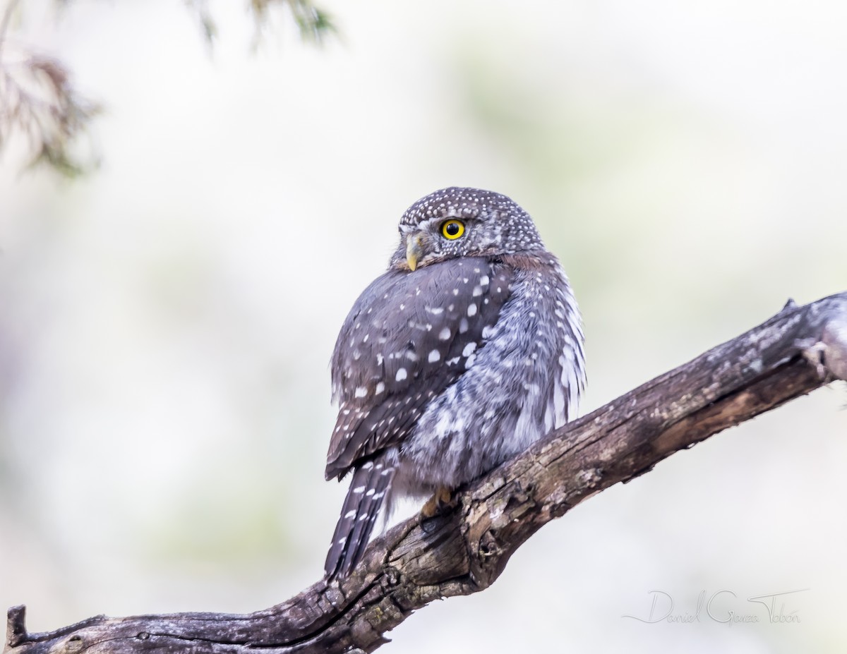 Northern Pygmy-Owl - Daniel  Garza Tobón