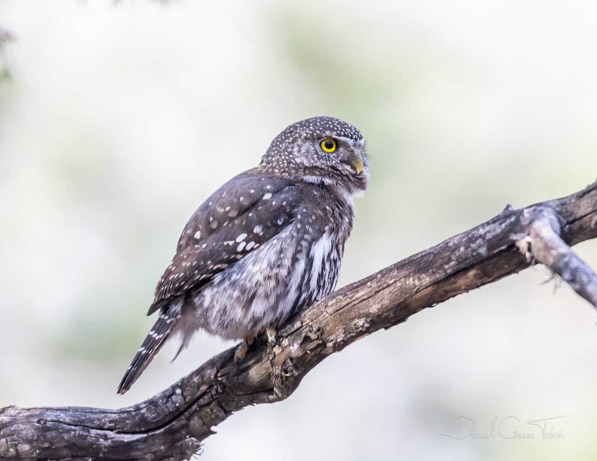 Northern Pygmy-Owl - ML231198411