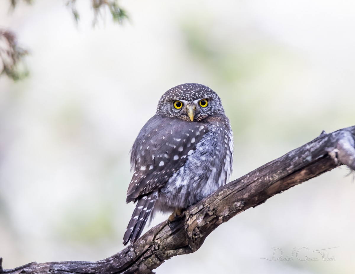 Northern Pygmy-Owl - ML231198431