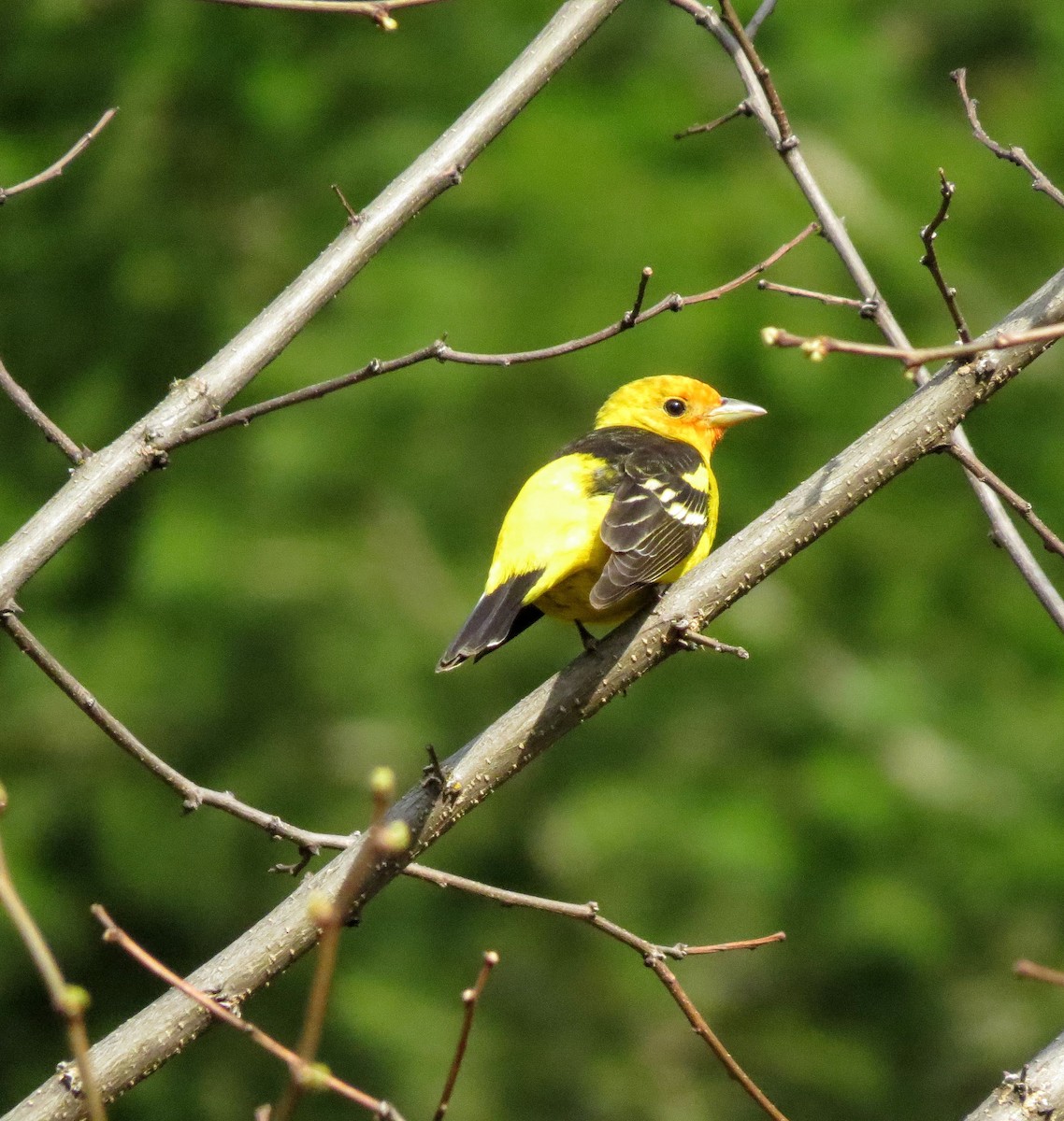 Western Tanager - ML231199461