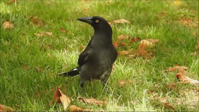 Pied Currawong - ML231202511