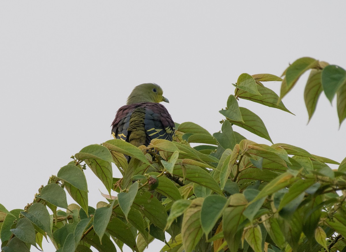 Sri Lanka Green-Pigeon - ML231202931