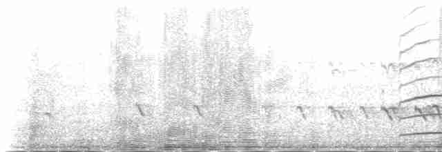 Чайка чубата - ML231205