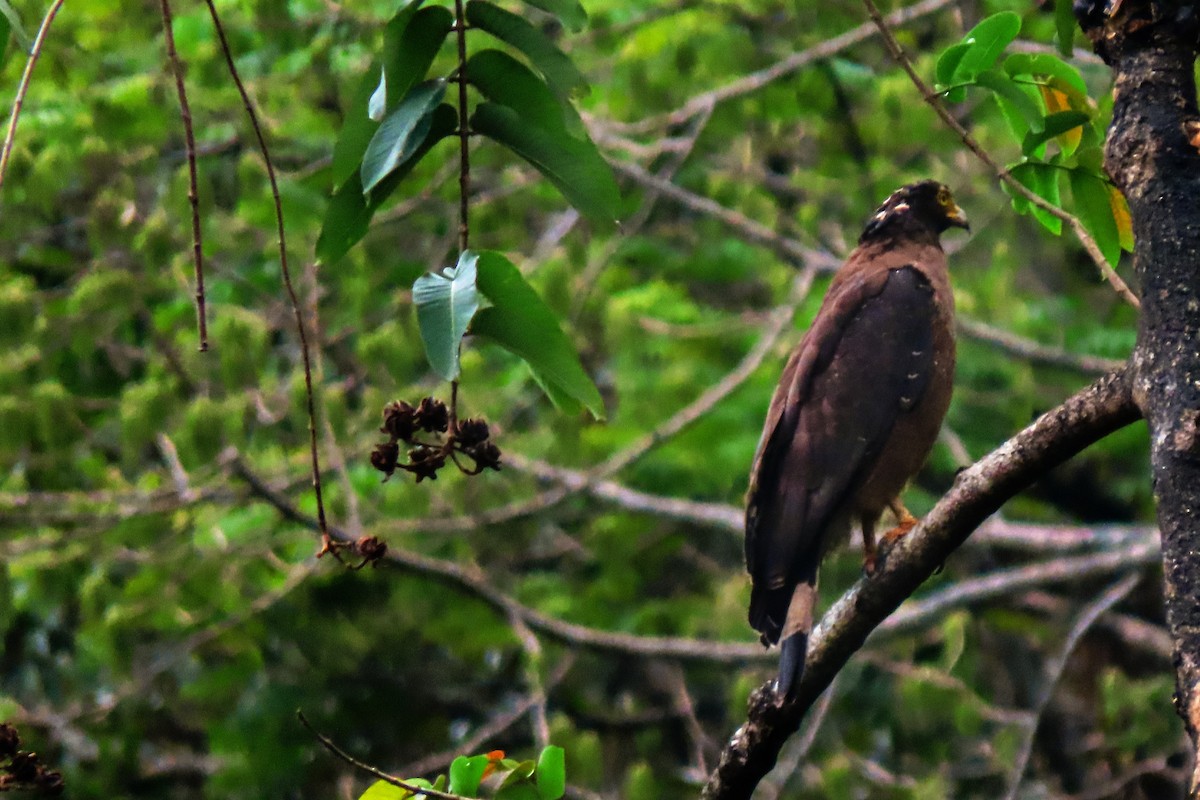 Crested Serpent-Eagle - ML231208611