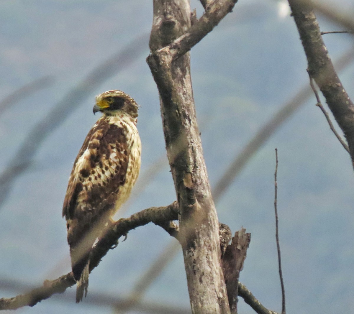 Crested Serpent-Eagle - Kinchab Thinley Chophel