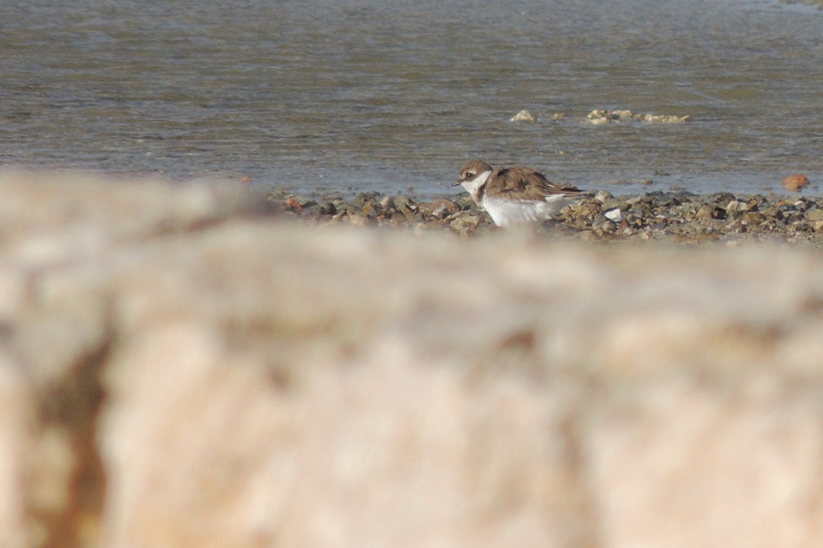 Common Ringed Plover - ML231209631