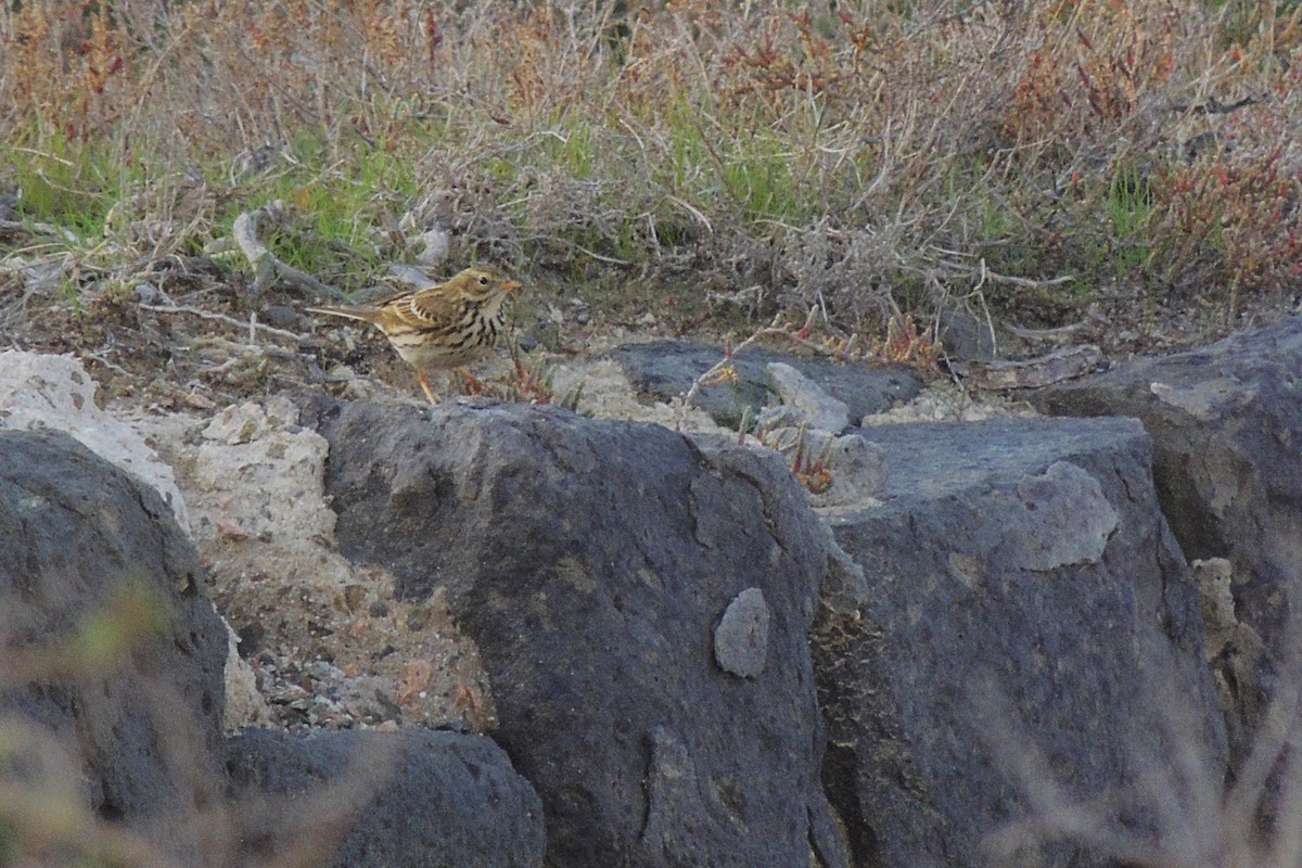 Meadow Pipit - ML231210011