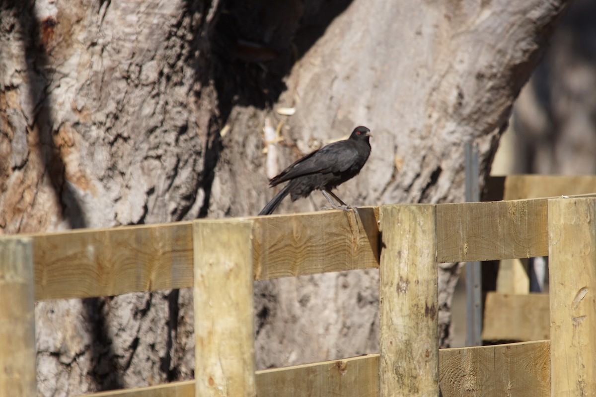 White-winged Chough - Aaron Bean