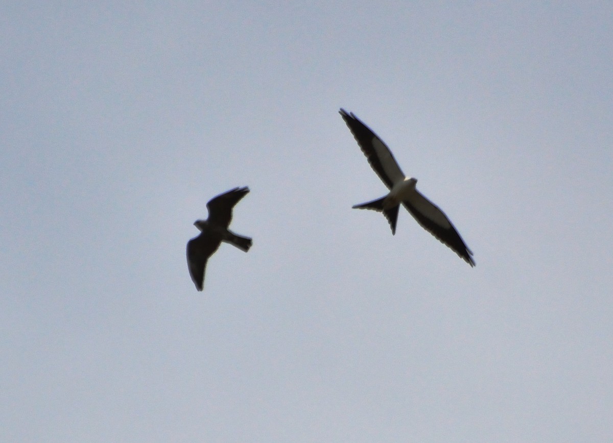 Swallow-tailed Kite - Orlando Jarquín