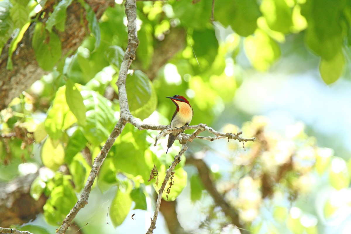 Lovely Sunbird - Kuang-Ping Yu