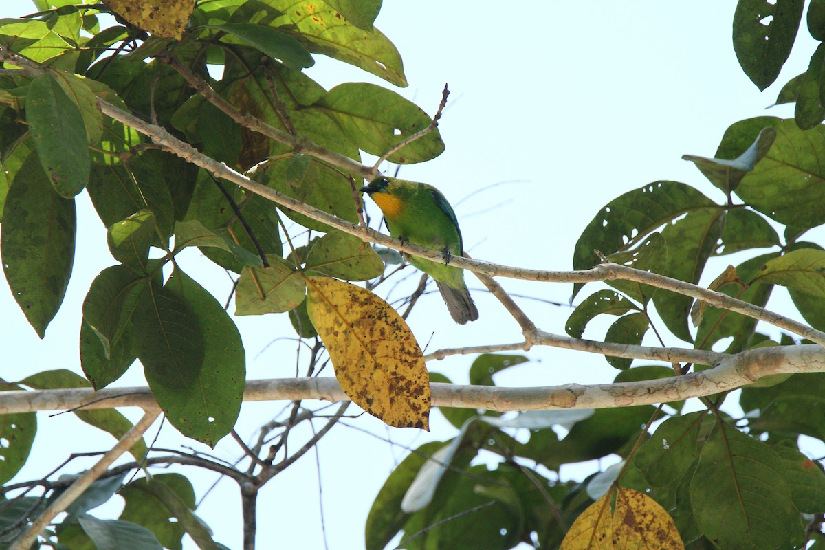 Yellow-throated Leafbird - ML231217501