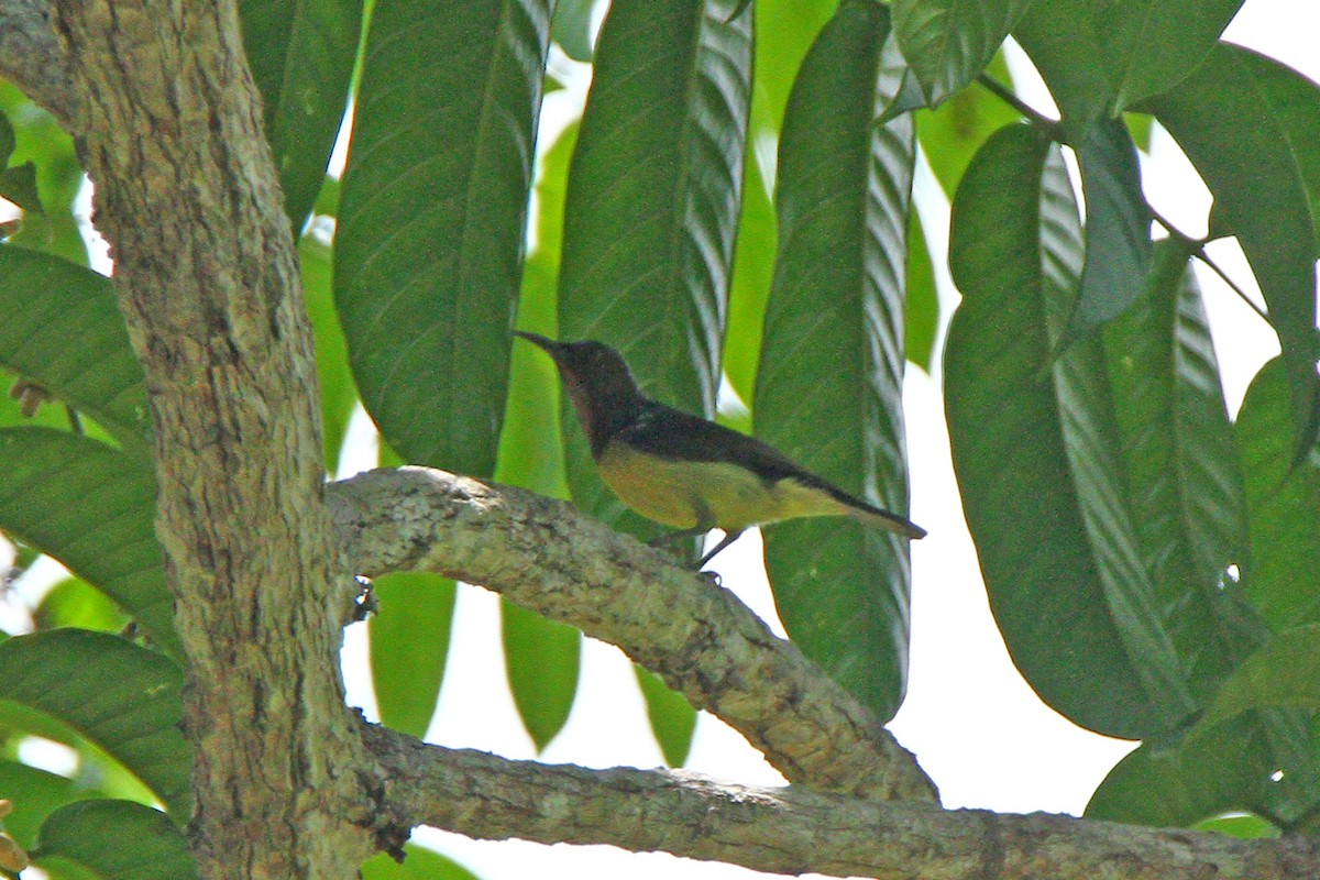 Brown-throated Sunbird - ML231217941