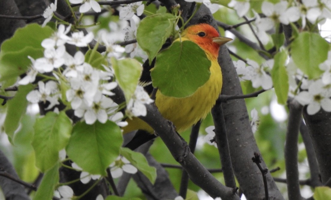 Western Tanager - ML231219561