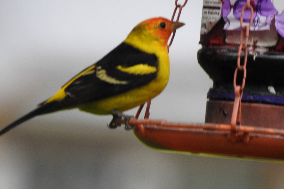 Western Tanager - Tina Rosier