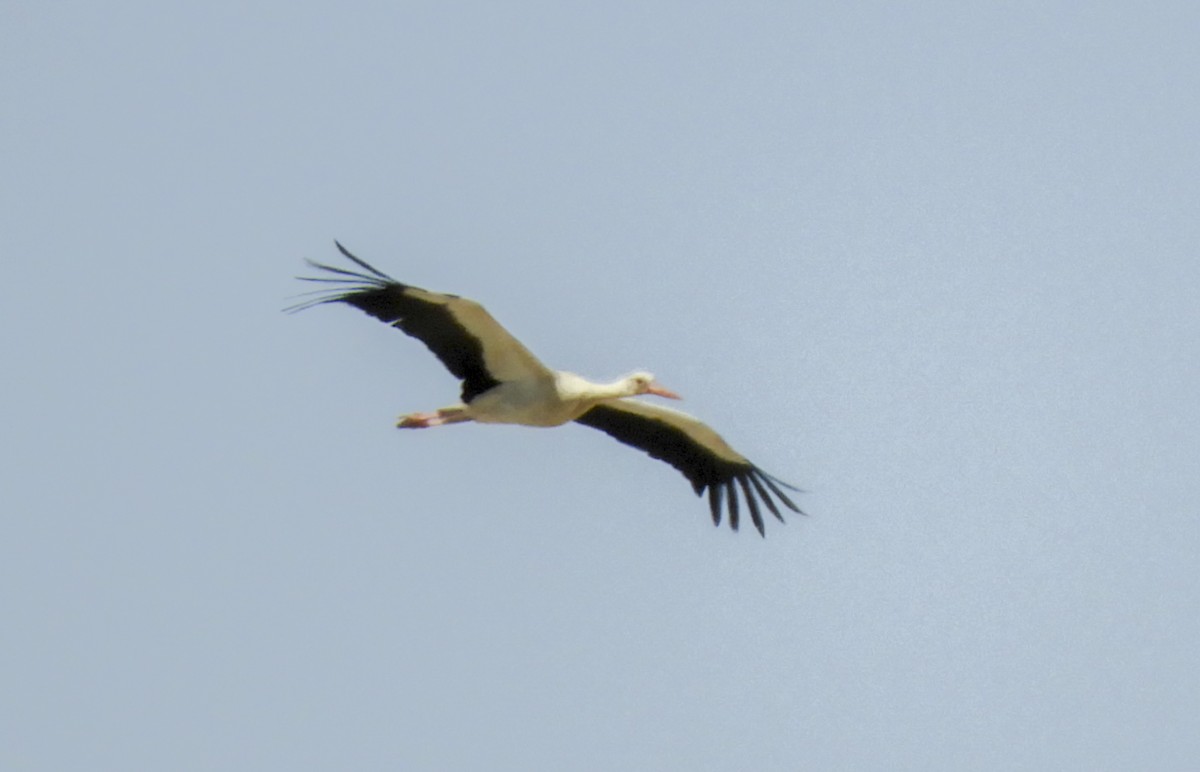 White Stork - ML231220521