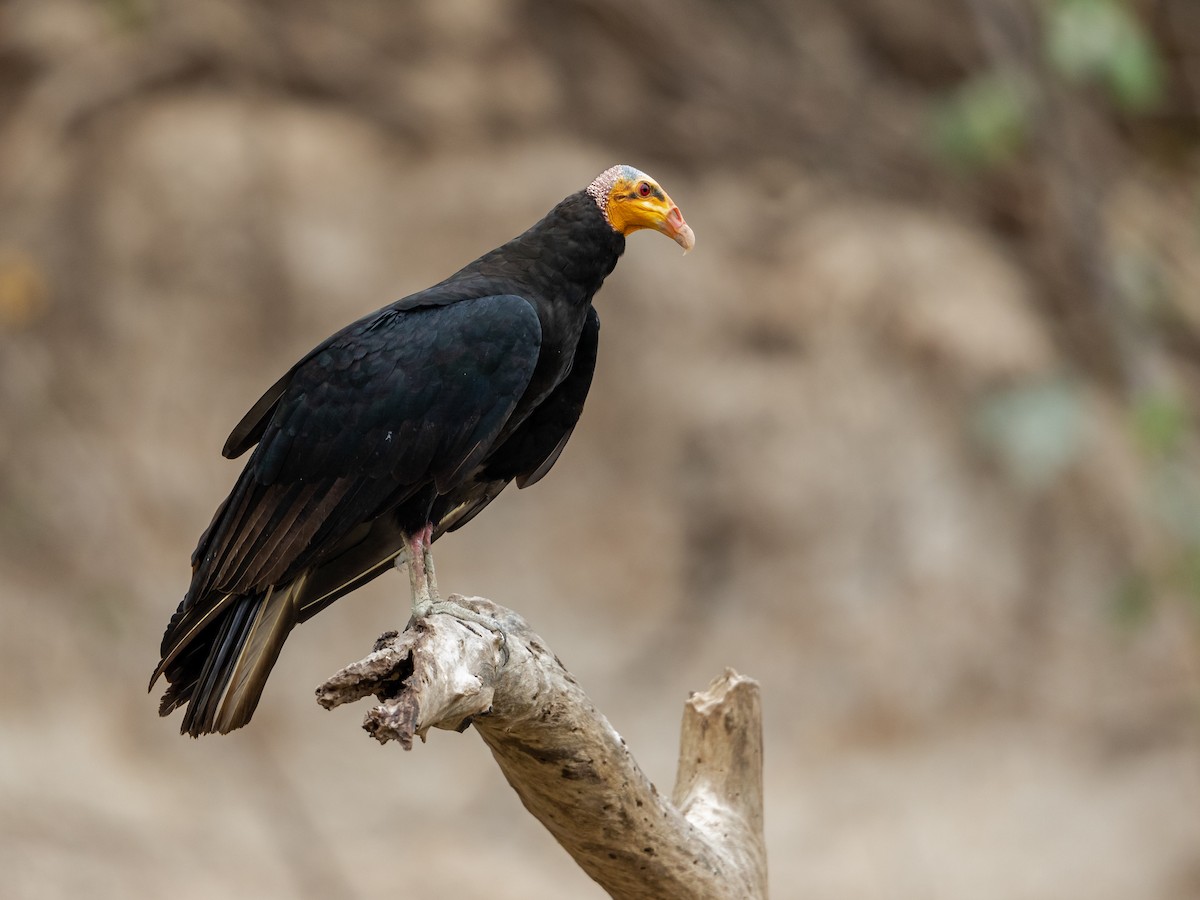 Greater Yellow-headed Vulture - Héctor Bottai