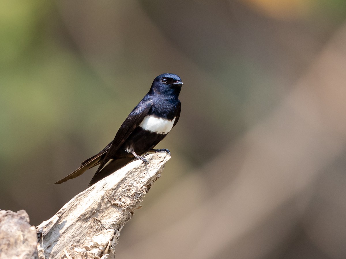 White-banded Swallow - ML231221401