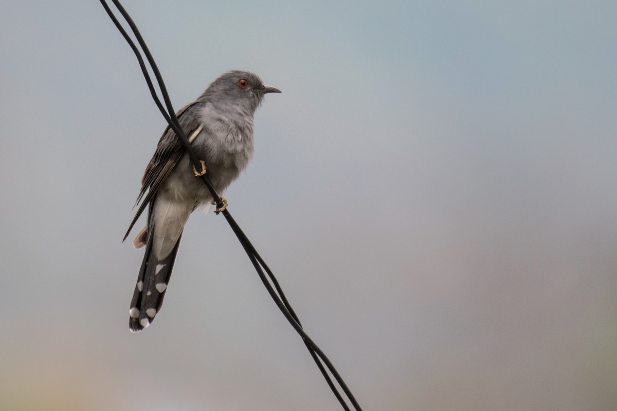 Gray-bellied Cuckoo - ML231222181