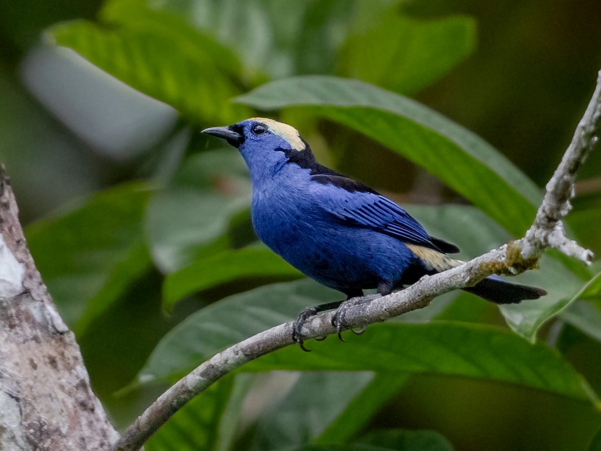 Opal-crowned Tanager - ML231225851
