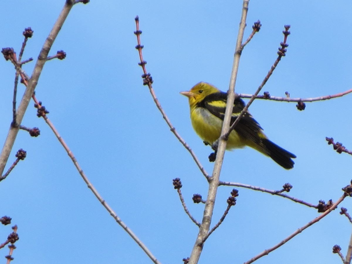 Western Tanager - ML23122621